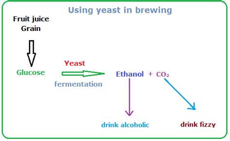 Anaerobic respiration is the release of energy from a foodstuff in a form cells can use in the absence of oxygen. #35 Using yeast to make bread and beer | Biology Notes for ...