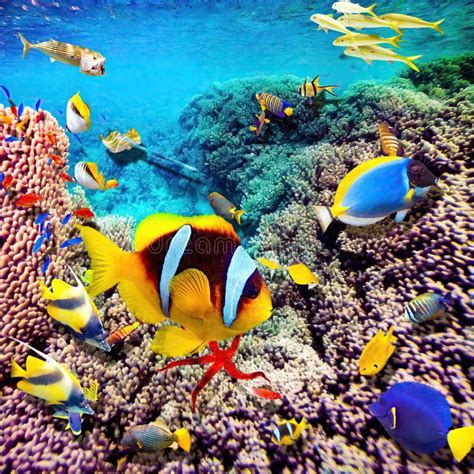 Magnificent Underwater World Stock Image Image Of Garden Caribbean