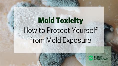 Mold Toxicity 9 Steps To Protect Yourself From Mold Exposure Planet