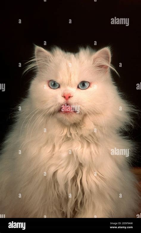 Angry White Cat Sitting Hi Res Stock Photography And Images Alamy