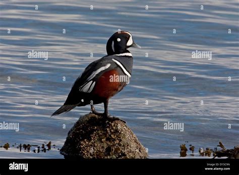 Harlequin Duck Histrionicus Histrionicus Male On Rocks Along