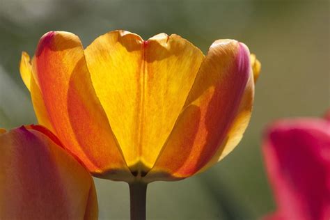 Tulip Lilies Spring Free Photo On Pixabay Pixabay