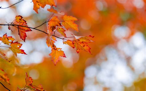 Download Wallpaper 3840x2400 Maple Leaves Autumn Branch Blur 4k