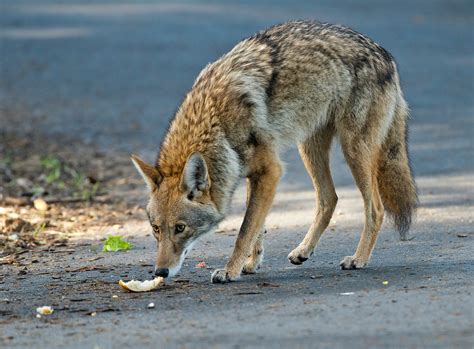 Their smaller size does not stop them from seeking out your more vulnerable small. Squeezed into smaller spaces, carnivores interact more ...