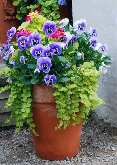Blue Pansies With Creeping Jenny Container Gardening