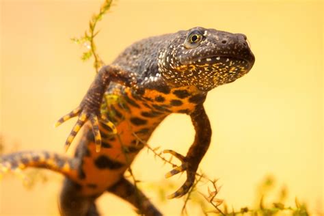 Facts About Newts