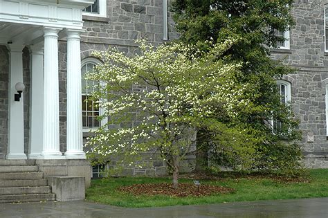Check spelling or type a new query. Alba Plena Flowering Dogwood (Cornus florida 'Alba Plena ...
