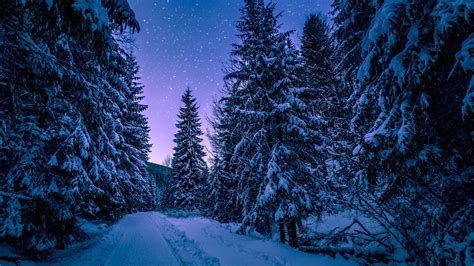 Winter Forest Road Wallpapers Wallpaper Cave