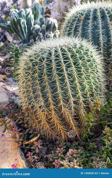 Round Cactus Stock Image Image Of Environment Natural 145858143