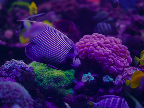 Coral Reef Animals