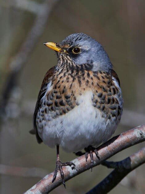 Premium Photo Fieldfare Turdus Pilaris