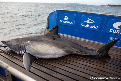 Thirteen Foot Long Great White Shark Spotted Extremely Close To Popular