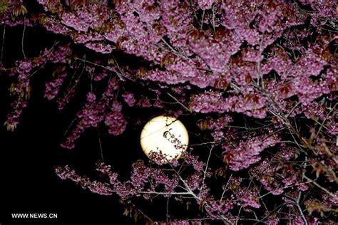 Full Moon Rises Above Cherry Blossoms Tree Cn