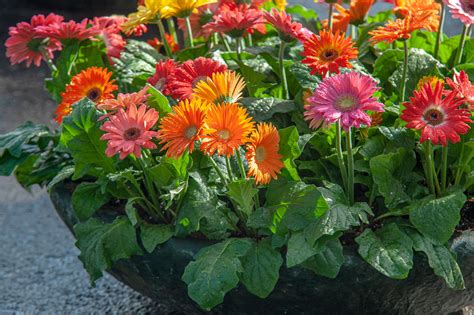Gerbera Daisy Plant Care And Growing Guide