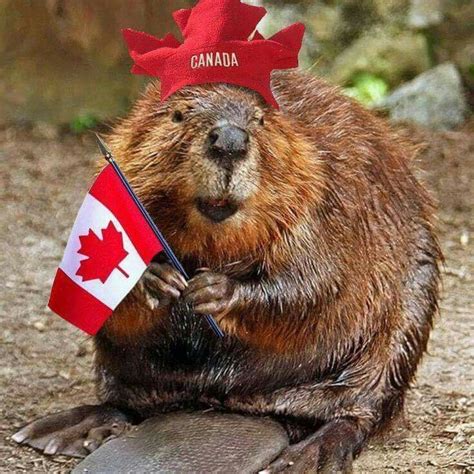 Pin By Diane Demurak On Canada Canada Funny Canada Day Canadian Animals