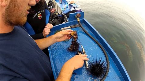 How To Eat A Sea Urchin Youtube