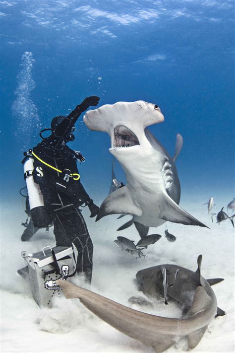 Photographer Captures Incredible Footage Of Hammerhead Sharks Media
