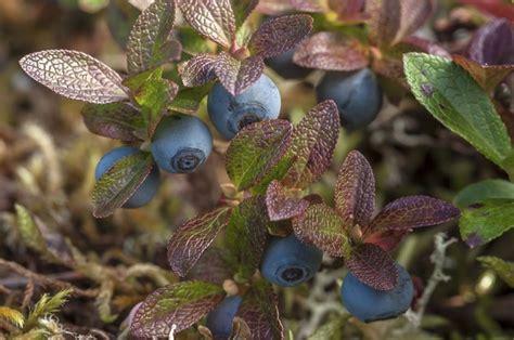 The essential reference for identifying shrubs and woody vines in michigan and the great lakes region. Michigan Wild Berry Plant Identification | Hunker