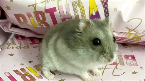 Tiktok Famous Hamster Delights 57k Followers After Life Saving Surgery