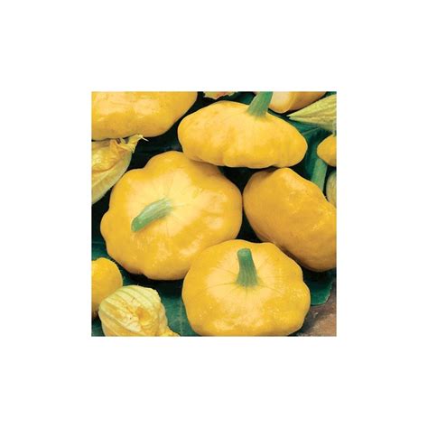 That said, it is tolerant of a variety of soil types, except for heavy clay. Sunbust Summer Squash Seeds - Yellow Patty Pan or Scallop ...