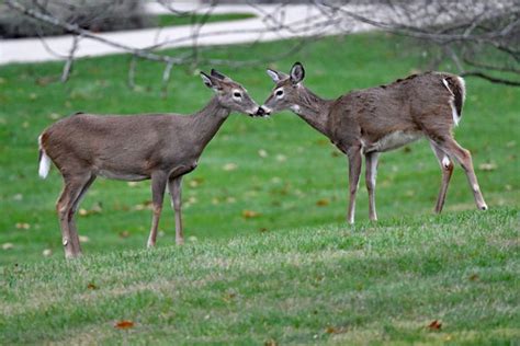Deers Kissing In Second