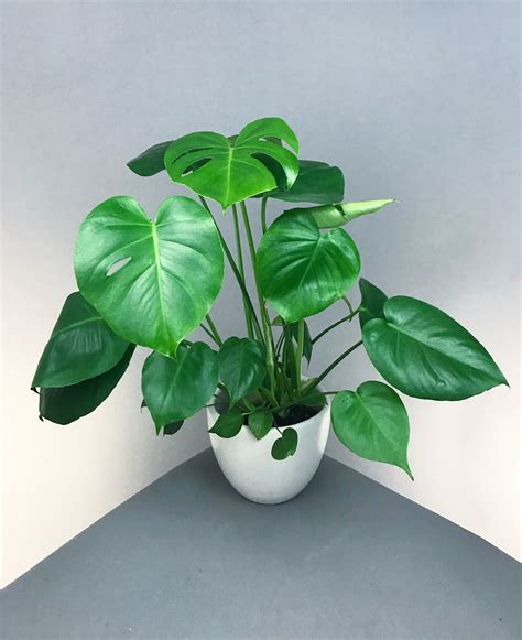 Monstera adansonii care | how to grow swiss cheese plant. Splitleaf Philodendron (Monstera) in Portland, OR ...