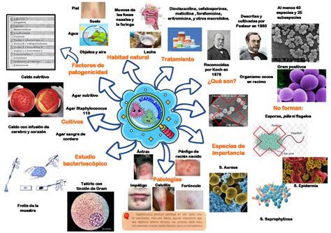 Mapa mental bacterias microbilogia y parasitologia Microbiología