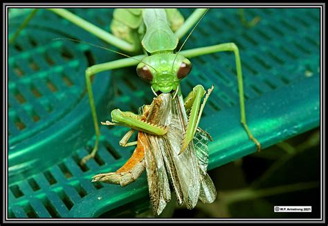 Praying Mantis Eating Mate