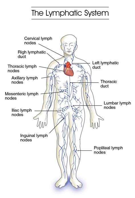 Schematic Diagram Of Lymphatic System