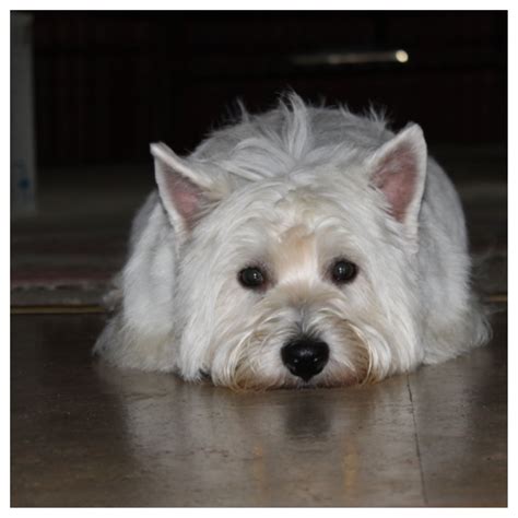 Haha Our Westie Once Again West Highland White Terrier Westies Mans Best Friend