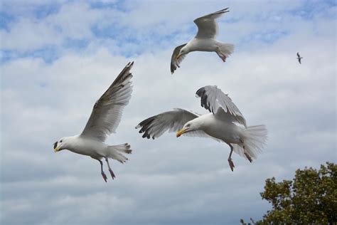 Flying Seagull Sea Birds Gull · Free Photo On Pixabay