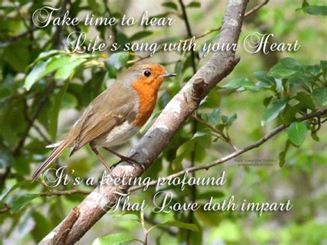 Phoenix Bird Quotes Sayings Quotesgram