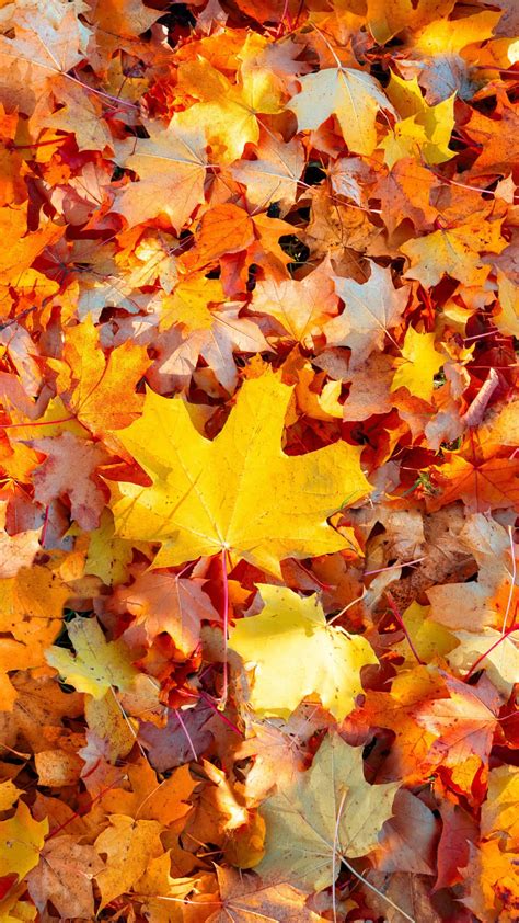 Download Autumn Leaf Wallpaper