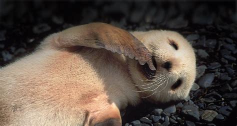 Free Download Bing Images Fur Seal Antarctic Fur Seal Colin Monteath