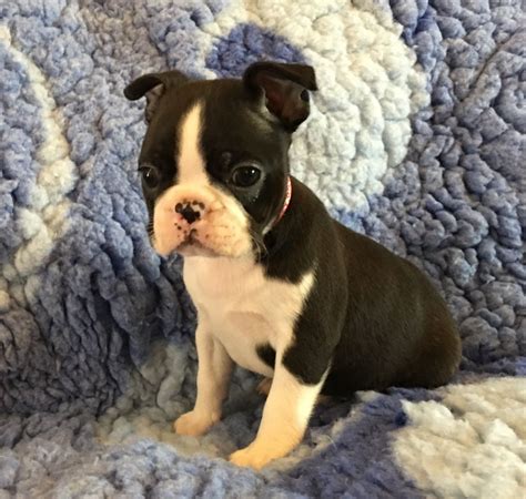 Why buy a boston terrier puppy for sale if you can adopt and save a life? Boston Terrier Puppies for Sale | Grimsby, Lincolnshire ...