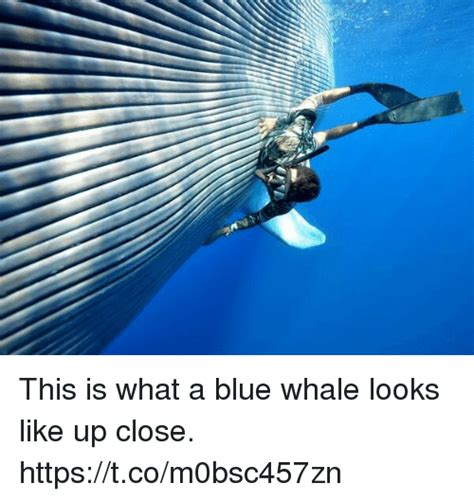 This Is What A Blue Whale Looks Like Up Close Tcom0bsc457zn Meme