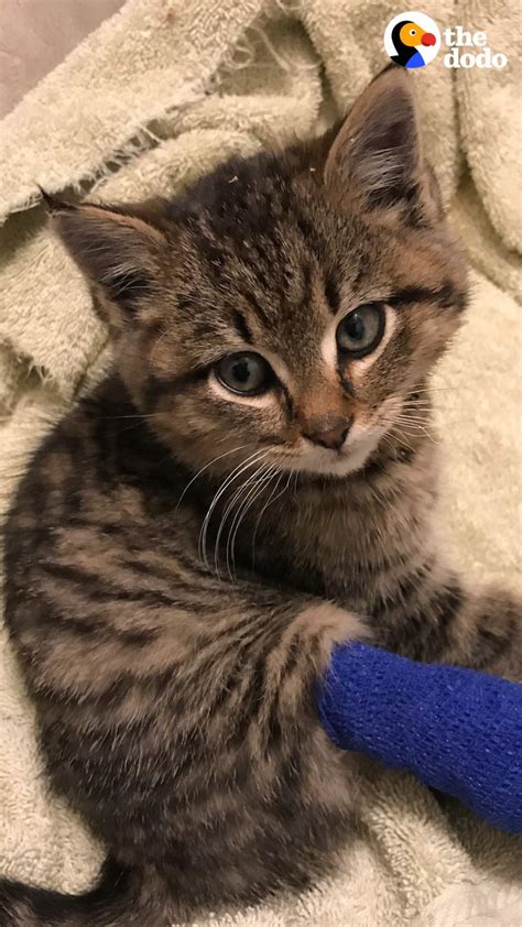 The Dodo On Twitter Woman Finds A Cat In A Busy Intersection — And Makes Him The Tiniest Cast 💙