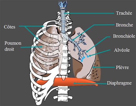 La plèvre est constituée de 2 couches Anatomie thorax