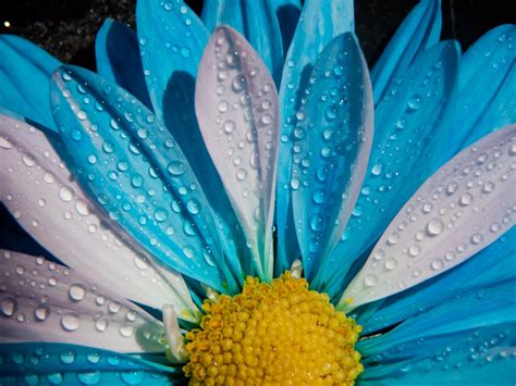 Picture Of Blue And White Chrysanthemum Flower In Close Up