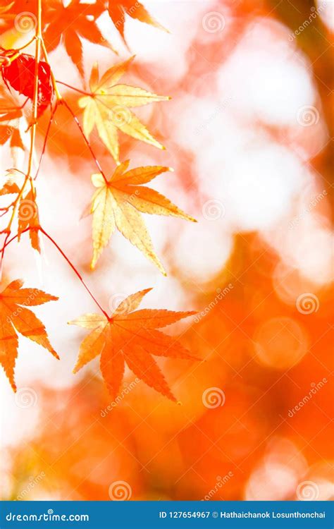 Red Maple Leaf Autumn Sunset Tree Blurred Bokeh Background Stock