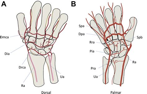 Vascular Anatomy Of The Hand In Relation To Flaps Hand Clinics