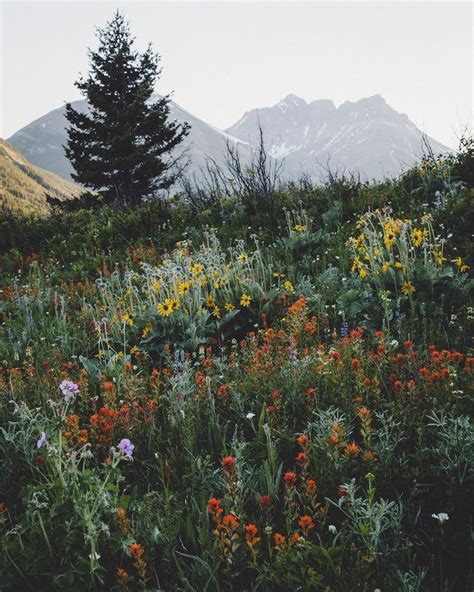 Wildflower Field In The Mountains Landscape Photography Nature Nature Photography Landscape