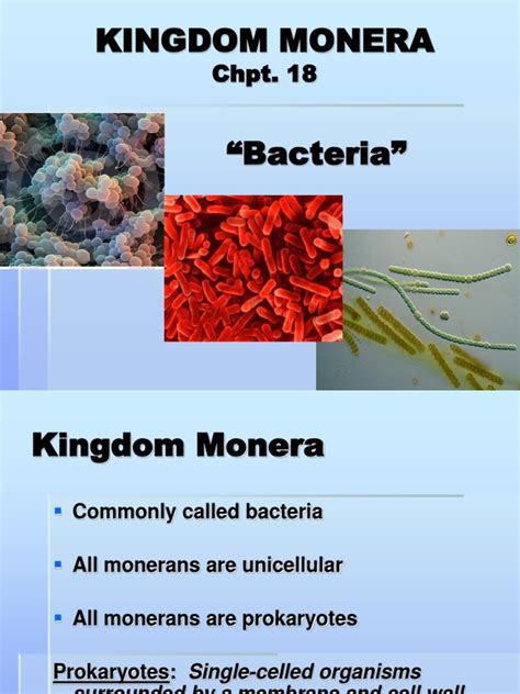 Kingdom Monera Archaea Bacteria