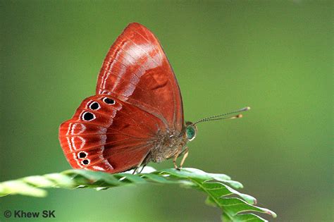 Butterflies Of Singapore Butterfly Of The Month July 2011