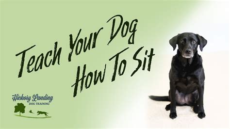 Teach Your Dog How To Sit Youtube