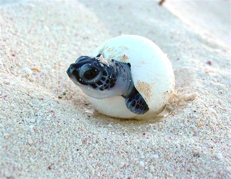 Baby Sea Turtle Hatching