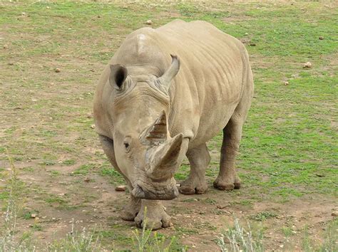 Southern White Rhinoceros The Animal Facts Habitatlifespanbehavior