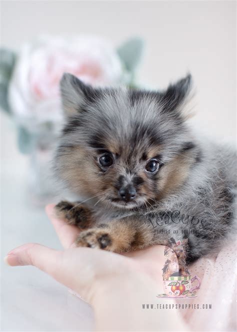 Despite their size, they can be happy, loving family companions that are adorable and easy to take care of as well. Adorable Teacup Pomeranian Puppies for Sale | Teacup ...
