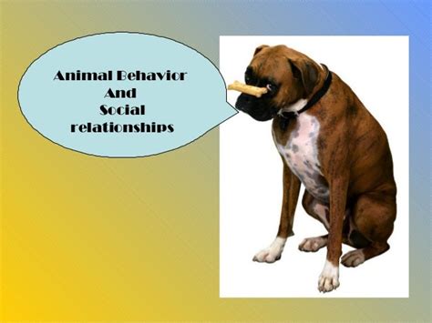 Animal Behavior And Social Relationships