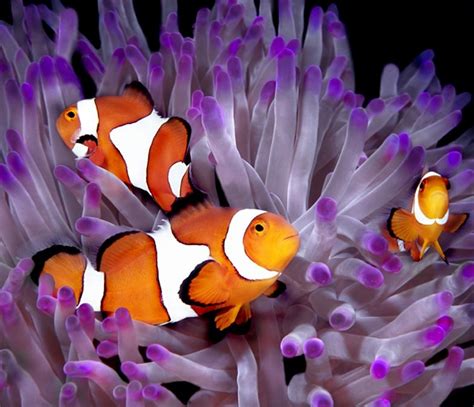 Clown Fish And Purple Anenome Great Barrier Reef Clown Fish